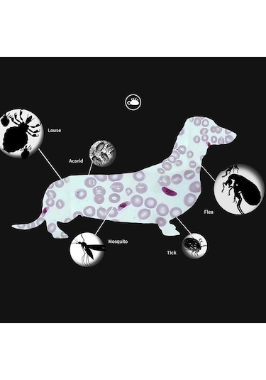 Pet Pire Ve Anti-bit Yaka Pet In Vitro Böcek Kovucu Yüzük, Boyut: Küçük Köpek / 38cm