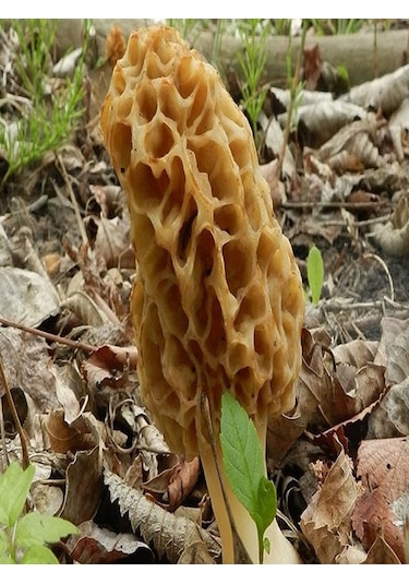 Kuzu Göbeği Mantarı Tohumu 200 Gr