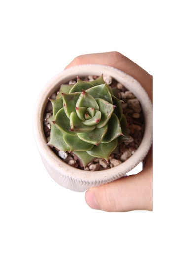 Echeveria Matador - Sukulent Haangarden