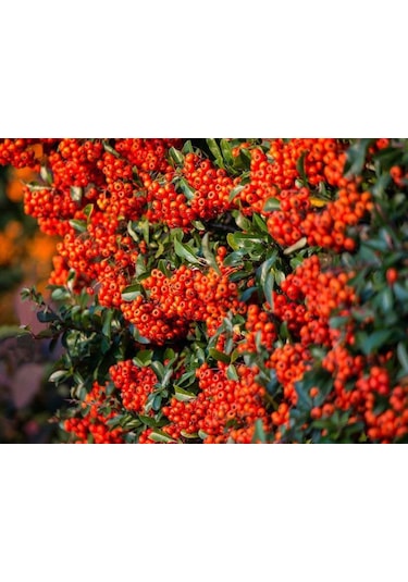"tüplü Kırmızı Bodur Ateş Dikeni - Dinamizm Katın