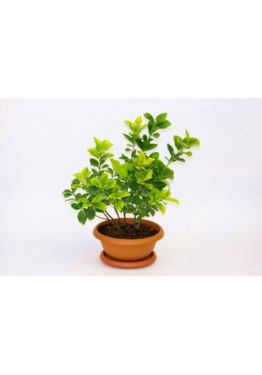 Bonsai Euonymus Japonica Aurea Ev Ofis Bitkisi