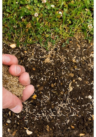 Dört Mevsim Ekilen 6 Karışımlı Çim Tohumu 1 Kğ