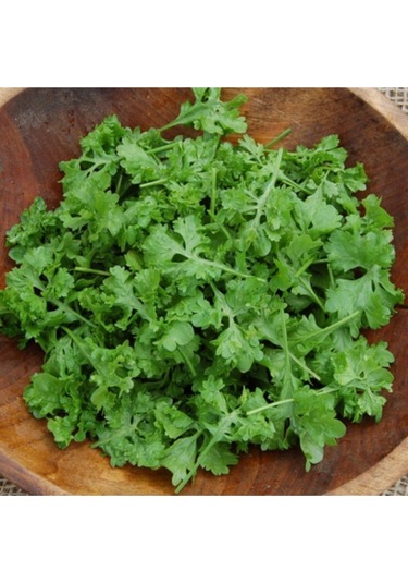 Nadir Ithal Kıvırcık Crinkled Tere Tohumu Ekim Seti 50 Tohum Saksı Toprak Kombin