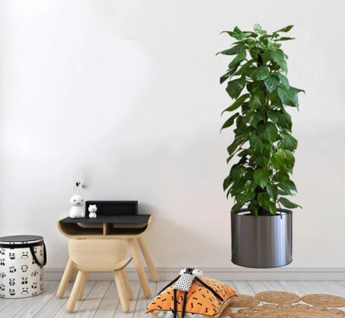 Saksılı Bitki Tasarımlı Yapışkanlı Sticker Resim 90 30 Cm 4741 Akçaağaç