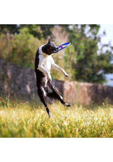 Trotto Disk Köpek Oyuncağı Renkli
