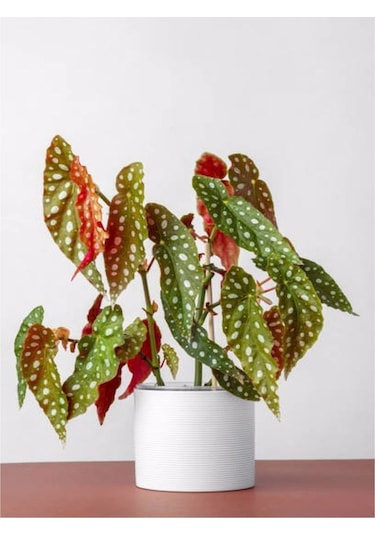 Ithal Begonia Maculata / Çilli Begonya - Ev Salon Ve Ofis Bitkisi