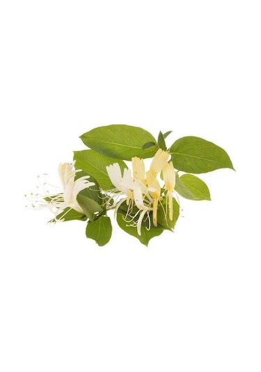 Hanımeli Lonicera Periclymenum Fidanı 15-25 Cm