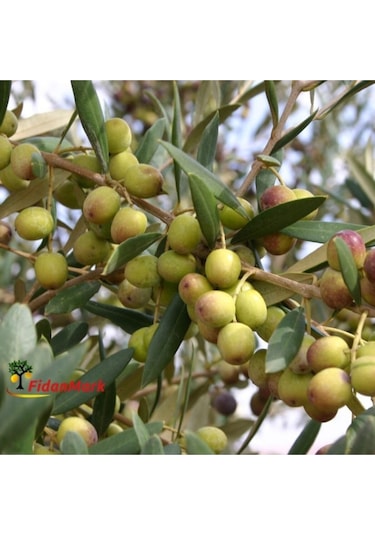 Tüplü Arbequına bodur Zeytin Fidanı 2yaş