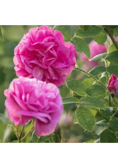 Saf Gül Yağı 1 ML Natural Rose Oil