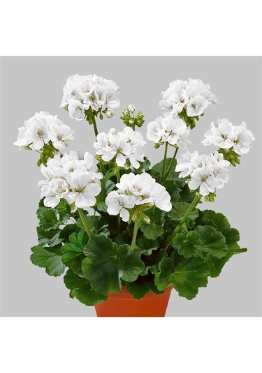 Pamuk Beyaz Sardünya Fidesi 10-20 Cm