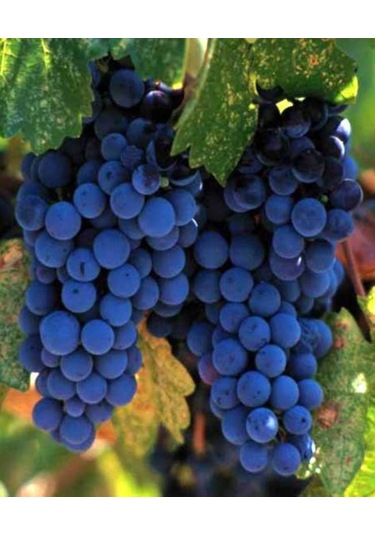 Siyah Şarköy Üzümü Tohumu Üzüm Tohumu 5 Tohum + Toh