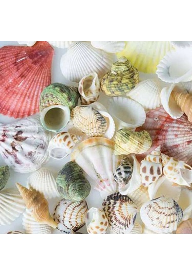Dofolink 100g Doğal Deniz Kabukları - Akvaryum, Bahçe, Foto Çerçevesi Ve Su Flakonları İçin Dekoratif Dıy Malzeme 30-35 Adet