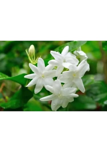 Serada Decor Plant Ful Yasemin Çiçeği Beyaz Yasemin 40 Cm Saksılı