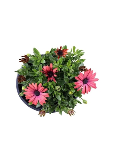 3'lü Bodrum Papatyası Canlı Bahçe Balkon Çiçekleri Saksılı 15-30cm