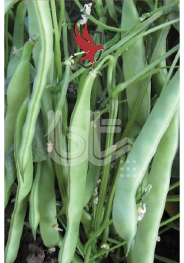 Bursa Tohum Balkız Fasulye Tohumu Oturak 250 Gr