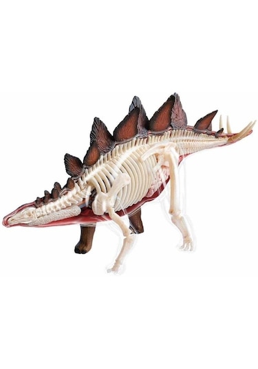 4d Dinozor Anatomi Modeli 39prç.stegosaurus