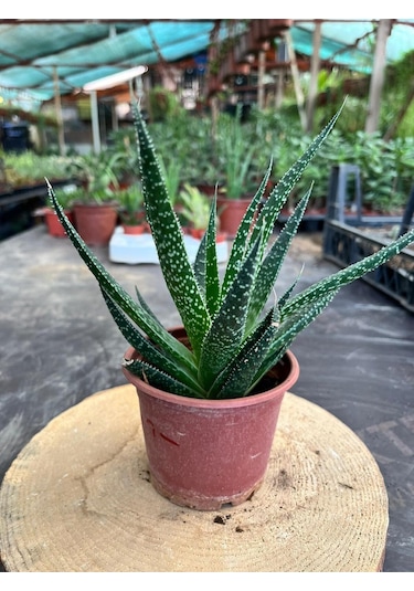 Haworthia Sukulent 8.5 Cm Saksıda