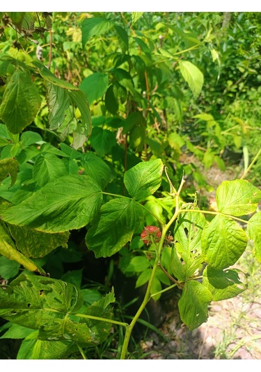 Yeşil Deniz Fidancılık Tüplü Ahududu Frambuaz Fidanı 50-100 Cm