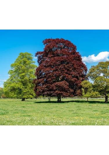 Kırmızı Kayın Fidanı 5 Adet - Fagus Sylvatica Atropurpurea