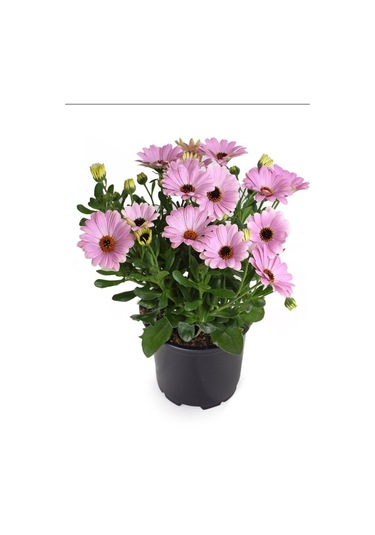 4'lü Bodrum Papatyası Seti Sarı+pembe+mor+kırmızı Rengarenk Canlı Çiçek