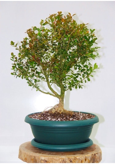 Bonsai Buxus - 7 Yaşında Hediyelik Bonsai Ağacı