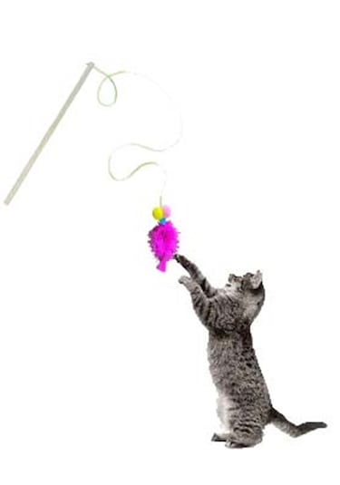 Everypet Ekonomik Kısa Saplı Kedi Oyun Oltası