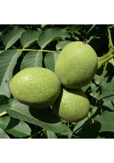 Aşılı Chandler Cevizi Tüplü 3 Yaşında Tüplü Bahçevilya