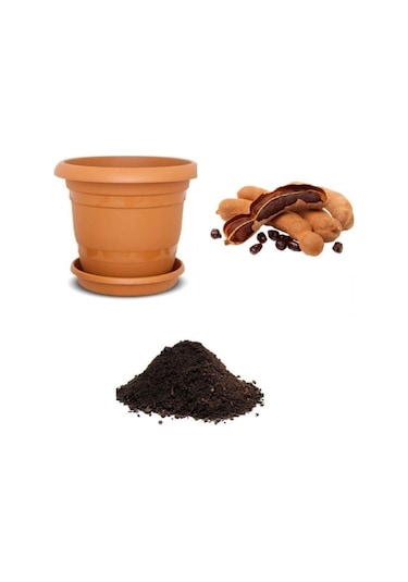 Ithal Tamarind Tohumu Ekim Seti