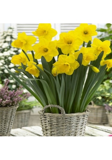 Sarı Nergis Soğanı 5 Adet