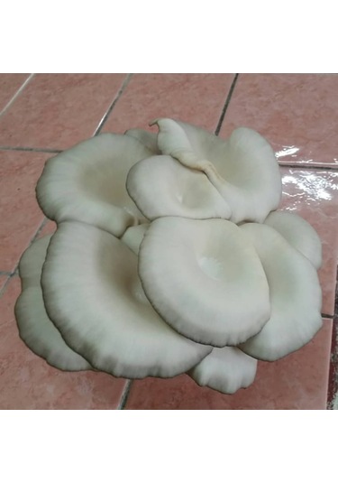 2.5 Kg İstiridye Mantar Tohumu Ekim Poşeti Hediyeli 1 adet