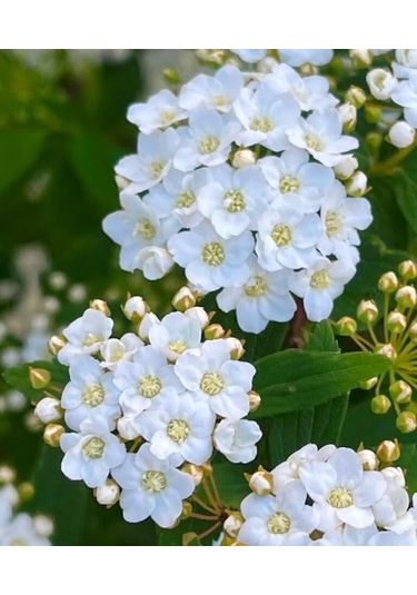 Keçi Sakalı Fidanı 60-80 Cm Boy Gösterişli Çiçekli Bahçe Bitkisi