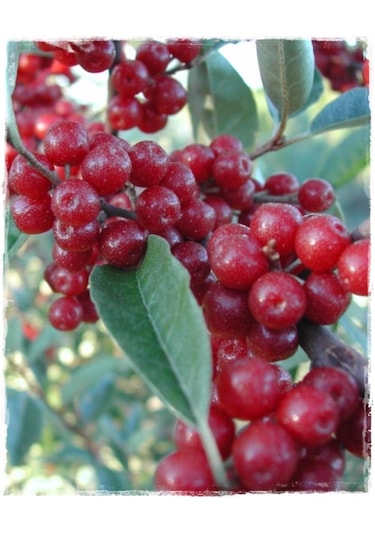 Bahçevilya Güz Yemişi Fidanı 2 Yaşında Tüplü