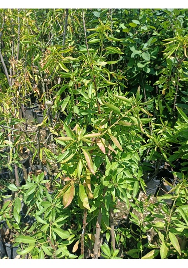 Yeşil Deniz Fidancılık Tüplü Badem Fidanı 50-100 Cm