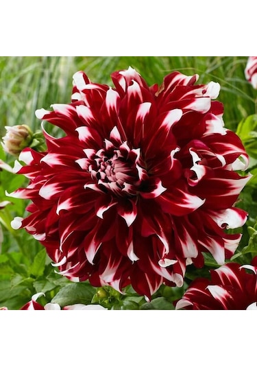 Büyük Çiçekli X Factor Yıldız Dahlia Çiçeği Soğanı Yumrusu 1 Adet