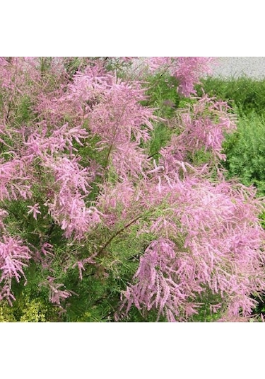 Ilgın Ağacı Fidanı - Bahçenize Zarif Ve Dayanıklı Güzellik Katın"