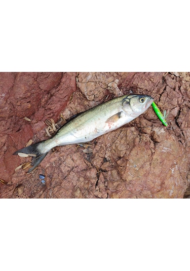 S.f. Sardin Jig 29g Renk: 14 - Sahte Yem Kaşık Rapala -levrek, Palamut, Lüfer, Çinekop, Turna Jig Yem -zebra Glow