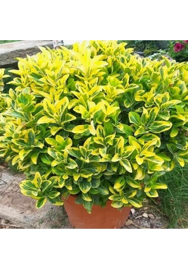 Tüplü Soğuklara Dayanıklı Herdem Yeşil Gold Taflan Fidanı