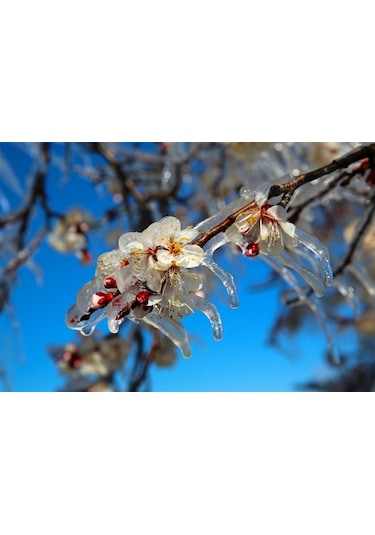 Çiçeklendirici Fosforlu Gübre -P (1 KG)