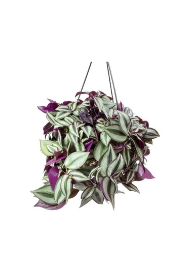 Alacalı Yapraklı Tradescantia Zebrina Telgraf Çiçeği Fidesi 5 Adet