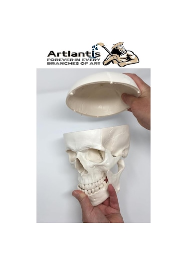 İnsan Kafatası Anatomisi Modeli 1 Adet Kafatası Maketi Gerçek Boyut Anatomik Modeli Deney Bilim Tıbbi Model Cranium