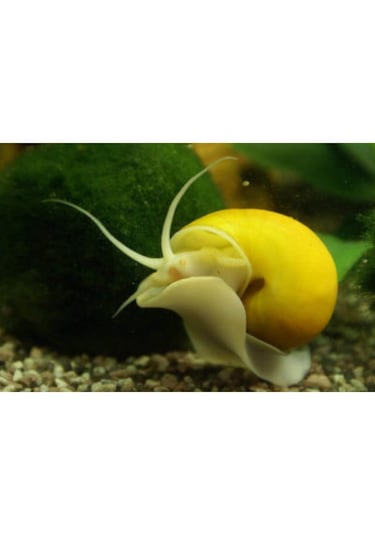 Elma Salyangozu Altın Damızlık Altı 10 Adet 5 Erkek 5 Dişi