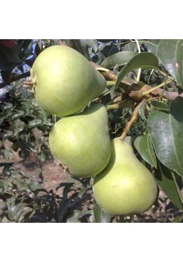 Tüplü, Aşılı, Erkenci Karahüseyin Armut Fidanı