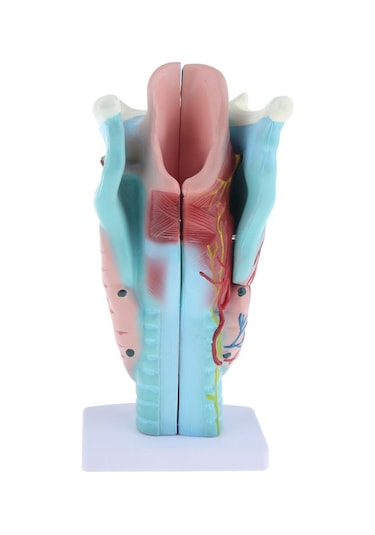 Suntek 3x Büyütülmüş İnsan Gırtlak Anatomik Modeli Anatomi
