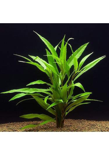 Hygrophila Salicifolia Akvaryum Bitkisi Akvaryum Bitkileri 5 Dal
