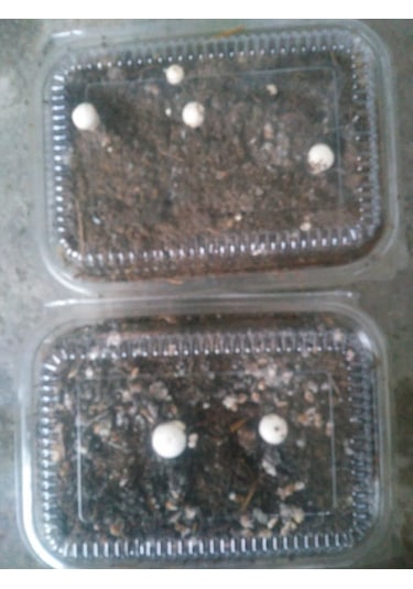 KüLür Mantarı Deneme Hobi Kiti Tohumu İçinde Dahil