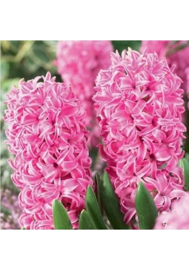 Yoğun Kokulu Pembe Pink Pearl Sümbül Soğanı 3 Adet