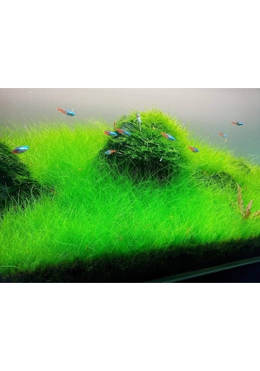 Eleocharis Parvula Akvaryum Zemin Bitkisi 1 Saksı