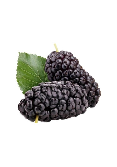 Karadut Tohumu Dev Karadut Tohumu 5 Adet Tohum