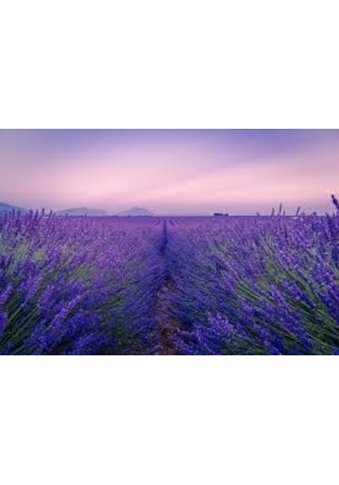 50 Adet Lavanta Açık Kök Intermedia Fidanı Fidesi