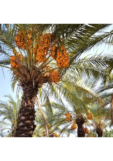 Hurma Fidanı 150 Cm
